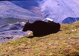 115-Uno yak vicino al Rifugio Città di Milano,15 agosto 1997